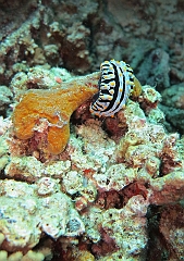 IMG_1299rf_Maldives_Madoogali_Plongee 14_Donagali caves_Nudibranche